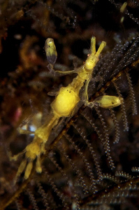 Yellow Skeleton Shrimp.  D300/Inon Strobes/105mm + diopter. by Richard Witmer 